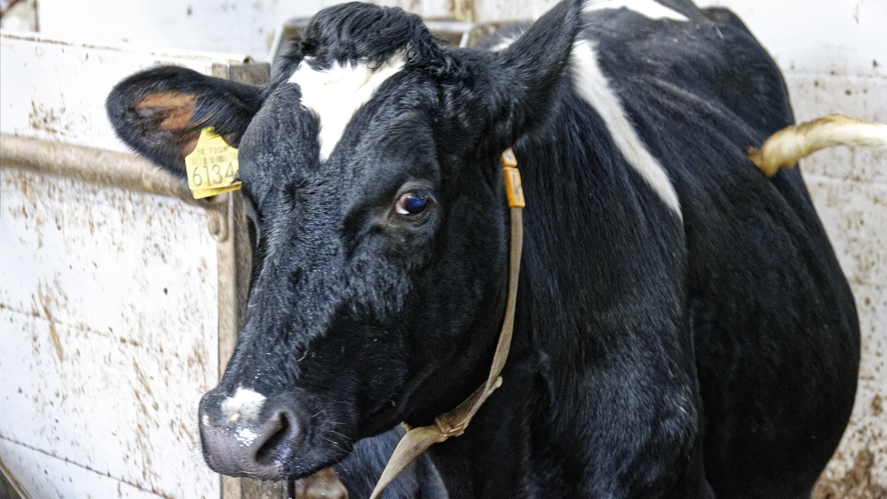 20151228 165654•Nieuw-Lekkerland•South Holland•Netherlands